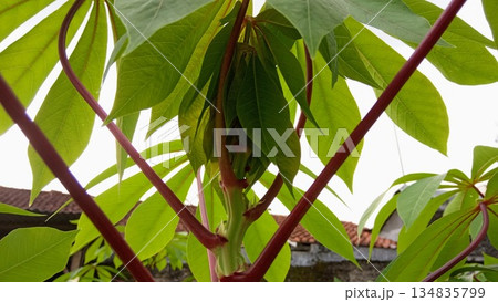 Macro View of Cassava Stems and New Leaf Growth with Red Petioles Macro View of Cassava Stems and New Leaf Growth with Red Petioles 134835799