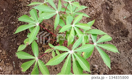 Young Cassava Plant Growing in Brown Soil Field Top View Agriculture Concept Young Cassava Plant Growing in Brown Soil Field Top View Agriculture Concept 134835800