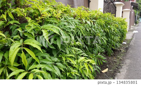 Long Green Leafy Hedge Fence Along Residential Street Sidewalk for Urban Landscaping Long Green Leafy Hedge Fence Along Residential Street Sidewalk for Urban Landscaping 134835801