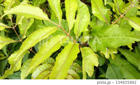 Macro Detail of Bright Yellow Green Pinnate Leaves with Visible Veins and Texture Macro Detail of Bright Yellow Green Pinnate Leaves with Visible Veins and Texture 134835802