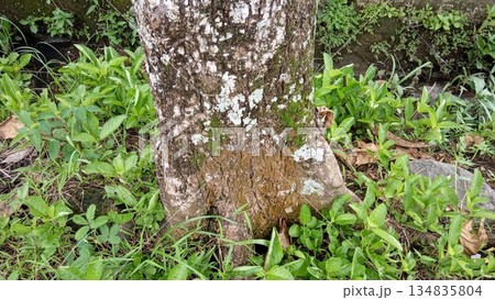 Base of Large Tree Trunk with Moss and Lichen Growing Near Grass and Water Base of Large Tree Trunk with Moss and Lichen Growing Near Grass and Water 134835804