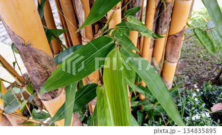 Fresh Green Bamboo Foliage and Yellow Stems Close Up for Environmental and Spa Marketing Fresh Green Bamboo Foliage and Yellow Stems Close Up for Environmental and Spa Marketing 134835895