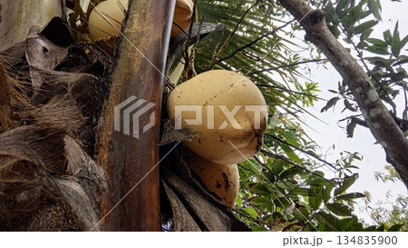 Ripe Yellow Coconuts Hanging on Palm Tree Trunk in Tropical Garden Ripe Yellow Coconuts Hanging on Palm Tree Trunk in Tropical Garden 134835900