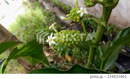 Green Noni Fruit with Small White Flowers Growing on Branch Green Noni Fruit with Small White Flowers Growing on Branch 134835901