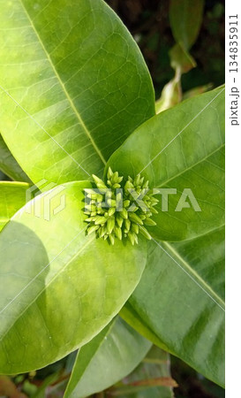 Close Up of Green Ixora Flower Buds on Lush Foliage Close Up of Green Ixora Flower Buds on Lush Foliage 134835911