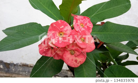 Vibrant Red and White Variegated Crown of Thorns Flower for Garden Decor 134835976