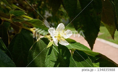 White Muntingia Calabura Flower with Yellow Stamens 134835988