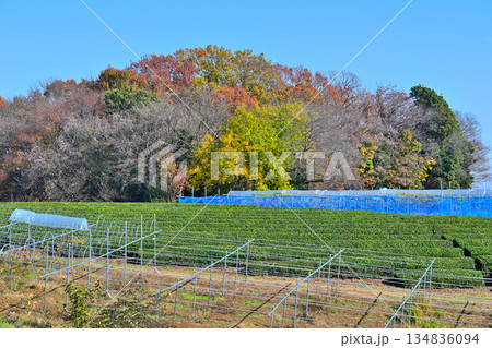 比良の丘　茶畑と紅葉　晩秋の風景　所沢市　 134836094