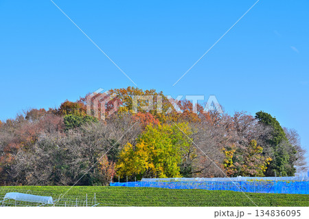 比良の丘　茶畑と紅葉　晩秋の風景　所沢市　 134836095