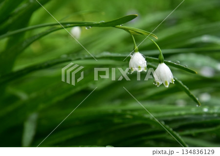 スノーフレークの花をクローズアップ スノーフレークの花をクローズアップ 134836129