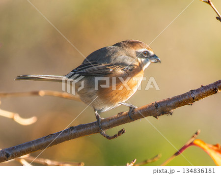 枝にとまるモズ・百舌鳥 枝にとまるモズ・百舌鳥 134836181
