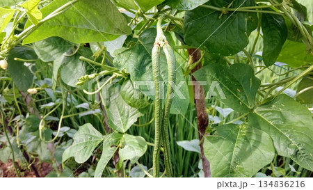 Pair of Fresh Long Green Beans Hanging from Plant Stem 134836216