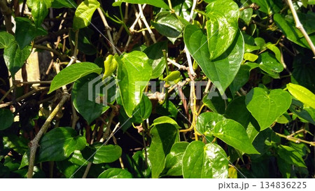 Lush Green Betel Leaves Climbing on Garden Trellis for Traditional Herbal Use Lush Green Betel Leaves Climbing on Garden Trellis for Traditional Herbal Use 134836225