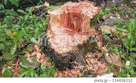 Close Up of Fresh Tree Stump After Cutting 134836232