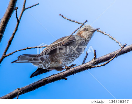 枝にとまるヒヨドリ 134836347