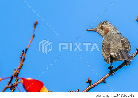 枝にとまるヒヨドリ・コピースペース 枝にとまるヒヨドリ・コピースペース 134836348