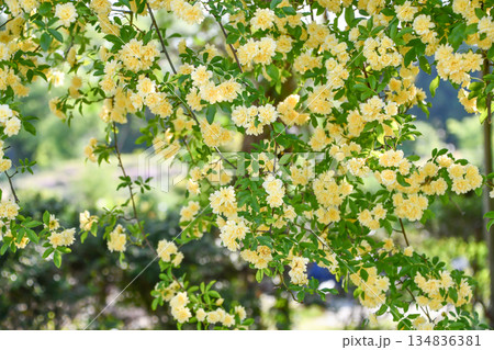 キモッコウバラ　Yellow Banksia Rose 134836381
