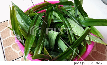 Fresh Green Pandan Leaves in Basin for Asian Cooking Ingredients 134836422