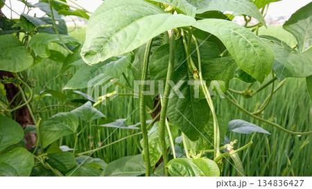 Fresh Green Long Beans Hanging from Vine in Agricultural Plantation 134836427