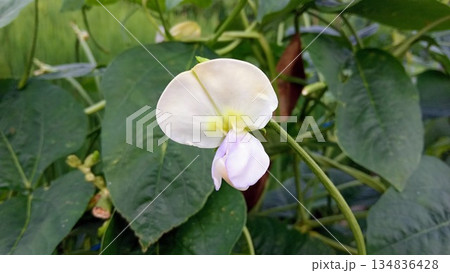Side Profile of White Yardlong Bean Flower Blossom in Green Garden 134836428