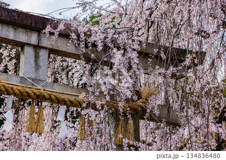 春の京都 大石神社の桜風景 春の京都 大石神社の桜風景 134836480