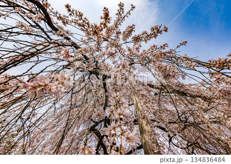春の京都 大石神社の桜風景 春の京都 大石神社の桜風景 134836484