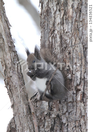 越冬用に埋めていた栗の実を食べる冬毛姿のエゾリス　蝦夷リス 134836521