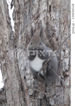 越冬用に埋めていた栗の実を食べる冬毛姿のエゾリス　蝦夷リス 134836526