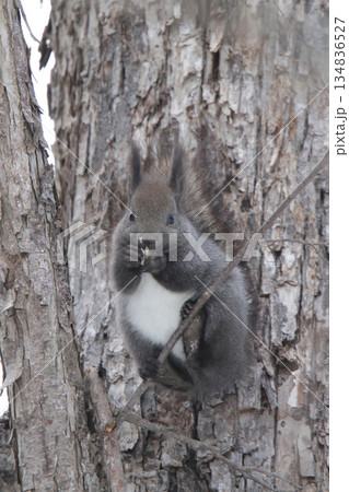 越冬用に埋めていた栗の実を食べる冬毛姿のエゾリス　蝦夷リス 134836527