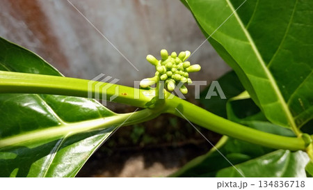Young Noni Fruit Bud Morinda Citrifolia on Tree Branch 134836718