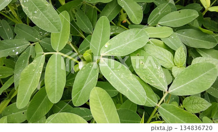 Green Peanut Plant Leaves with Raindrops Close Up in Organic Farming Field 134836720