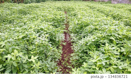 Wide View of Lush Green Peanut Crop Field with Red Soil Path 134836721