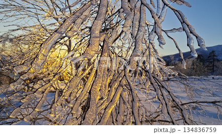 夕日と雨氷の珍しい写真 134836759