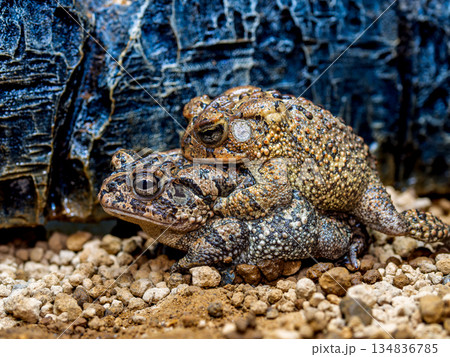 ナンブヒキガエル 134836785