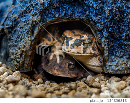 エジプトミドリヒキガエル 134836818