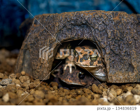 エジプトミドリヒキガエル 134836819