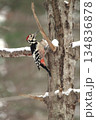 オオアカゲラ、大赤啄木鳥、エゾオオアカゲラ　アカゲラ　北海道野鳥オオアカゲラ、大赤啄木鳥、エゾオオア 134836878