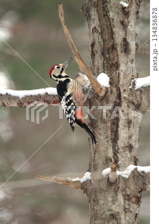 オオアカゲラ、大赤啄木鳥、エゾオオアカゲラ　アカゲラ　北海道野鳥オオアカゲラ、大赤啄木鳥、エゾオオア 134836878