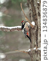オオアカゲラ、大赤啄木鳥、エゾオオアカゲラ　アカゲラ　北海道野鳥 134836879