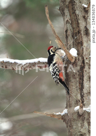 オオアカゲラ、大赤啄木鳥、エゾオオアカゲラ アカゲラ 北海道野鳥 オオアカゲラ、大赤啄木鳥、エゾオオアカゲラ アカゲラ 北海道野鳥 134836879