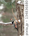 オオアカゲラ、大赤啄木鳥、エゾオオアカゲラ　アカゲラ　北海道野鳥 134836880
