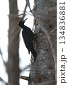 クマゲラ　くまげら　熊啄木鳥　北海道野鳥 134836881