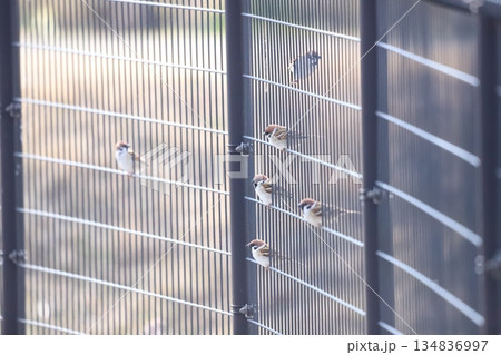 柵にとまるスズメ 134836997