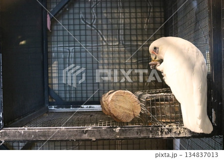 ケージの中で佇む白いオウム|ペット・動物・癒しの背景素材 ケージの中で佇む白いオウム|ペット・動物・癒しの背景素材 134837013