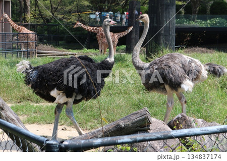 動物園で向かい合うダチョウとキリンのいる風景写真素材 動物園で向かい合うダチョウとキリンのいる風景写真素材 134837174