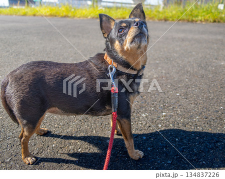 散歩中の犬 134837226