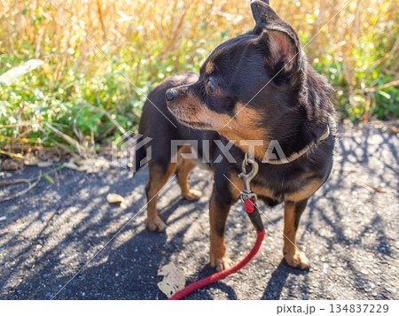 散歩中の犬 134837229