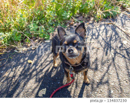 散歩中の犬 134837230