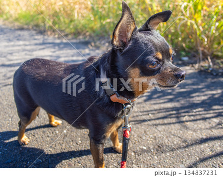 散歩中の犬 散歩中の犬 134837231