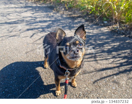 散歩中の犬 散歩中の犬 134837232